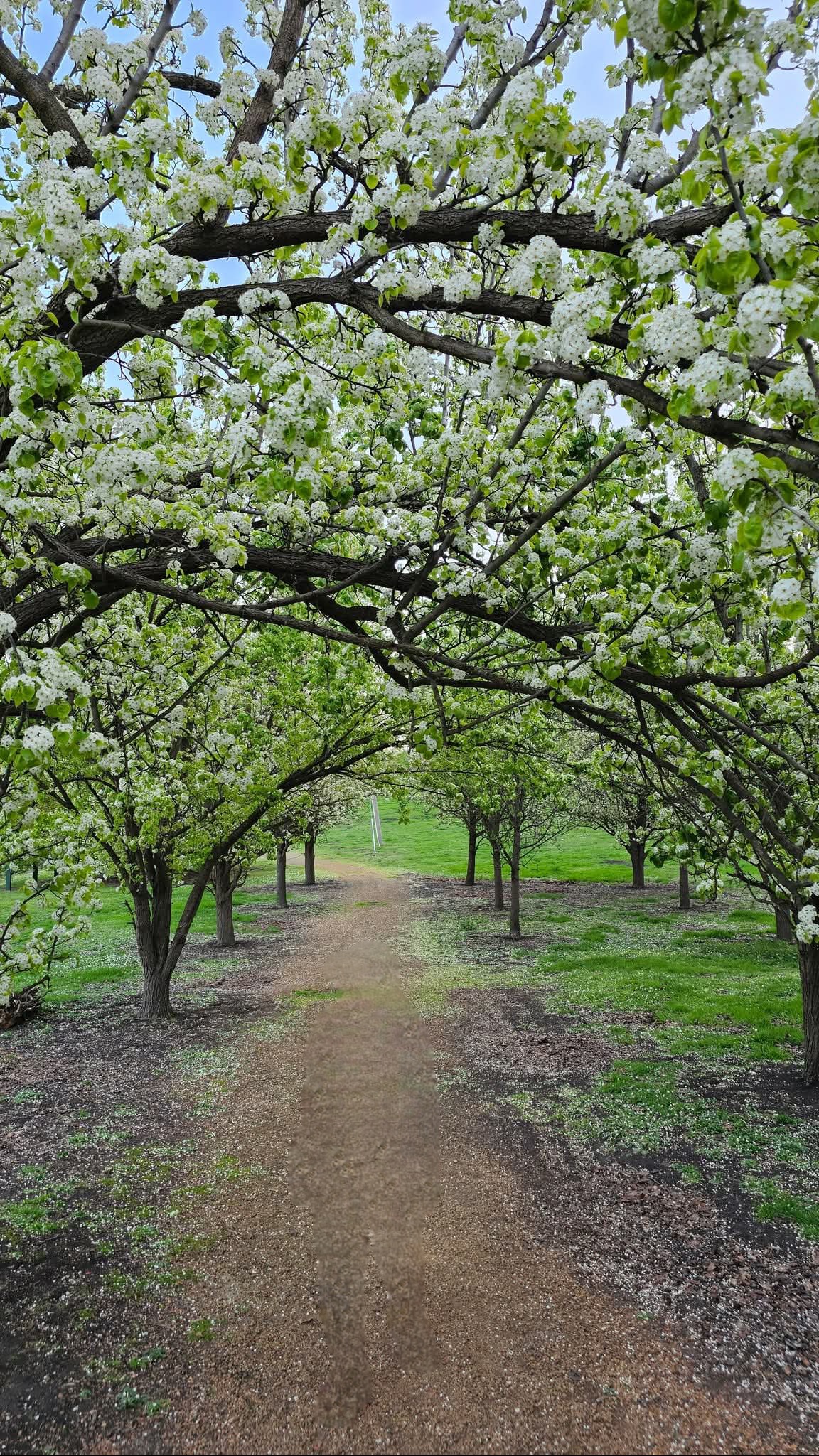 Canopy tree with fluffy white blossoms overhanging a winding dirt path