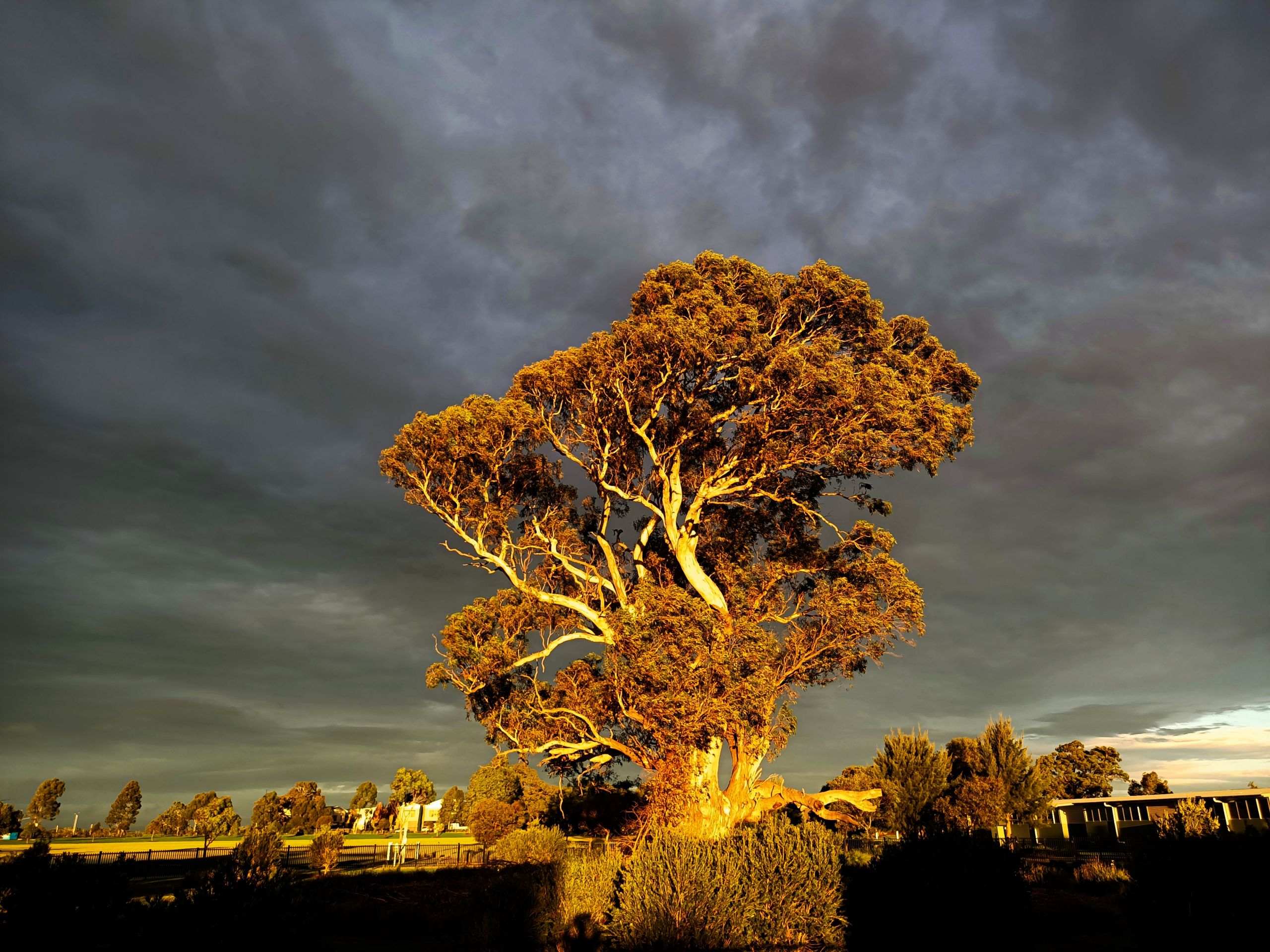 Tree with sunsetting 