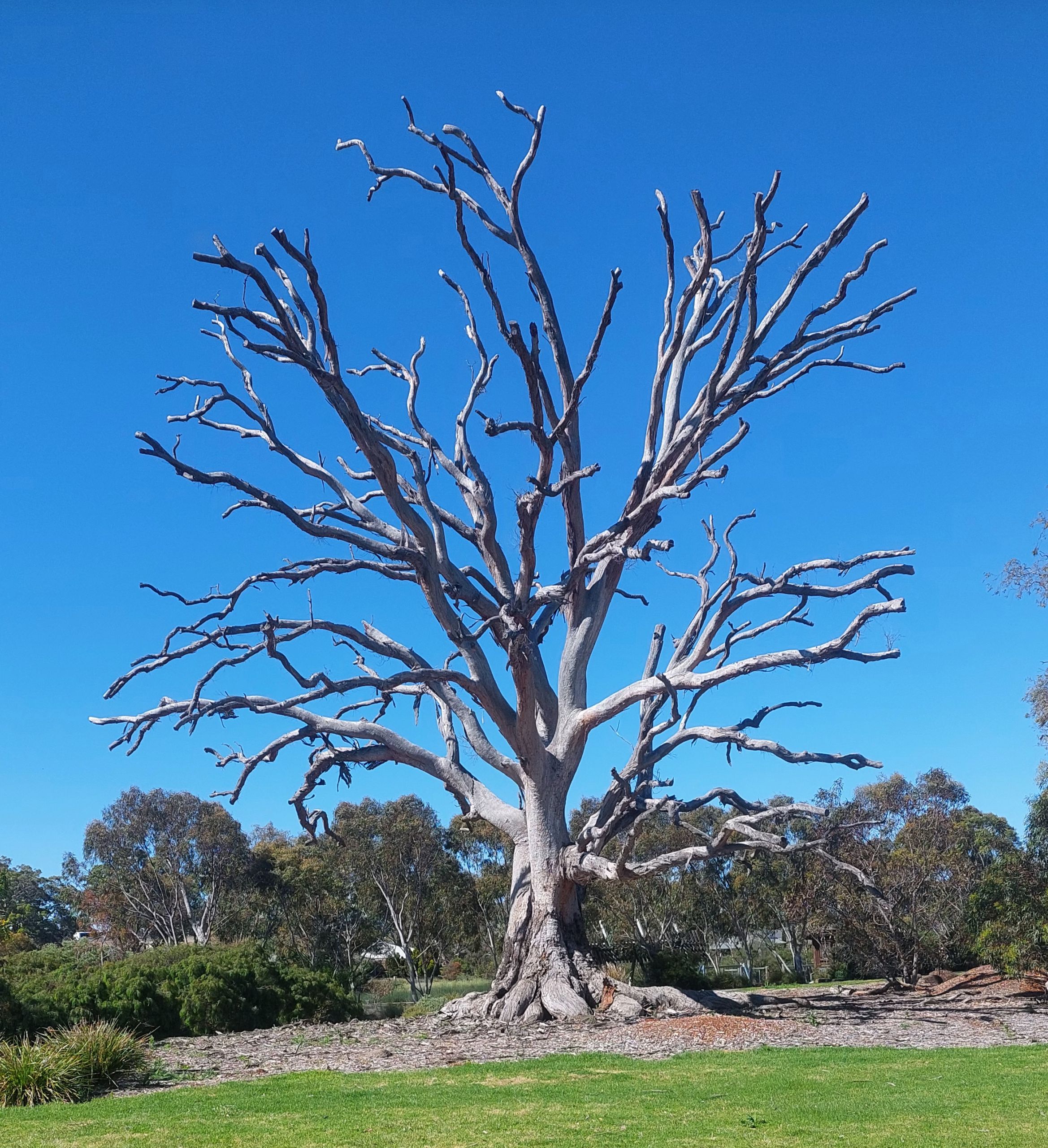 Large dead Eucalyptus tree, often referred to as a 