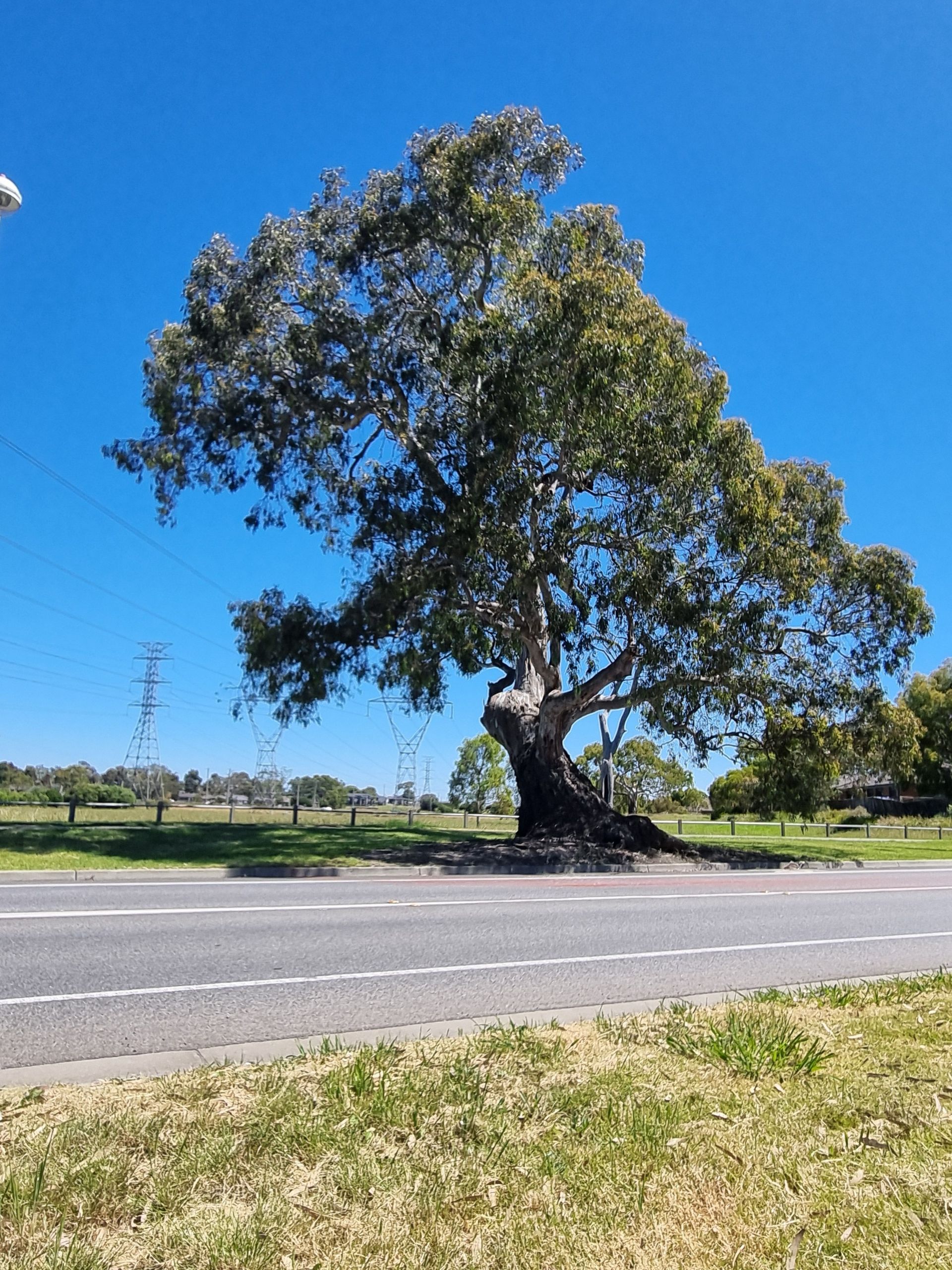 Large Gum Tree