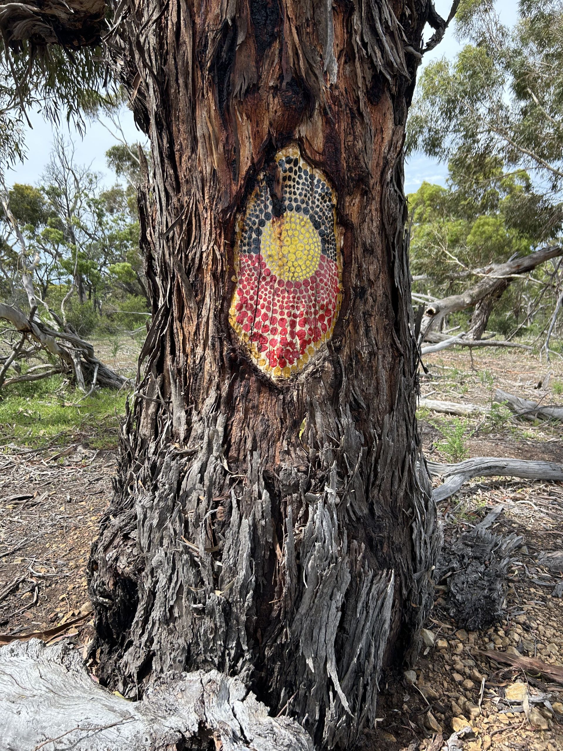 Large tree with Aboriginal flap painted in a space where bark is missing