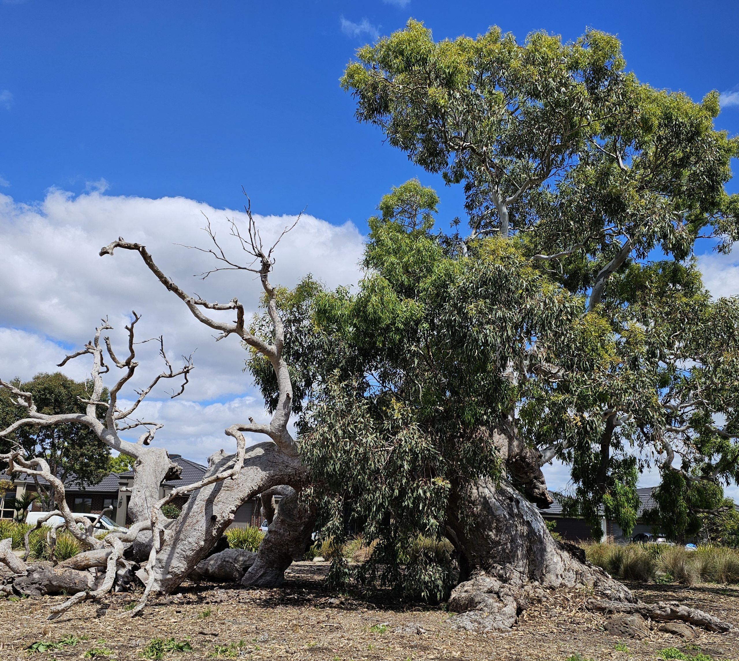 Large gum tree within a conservation reserve