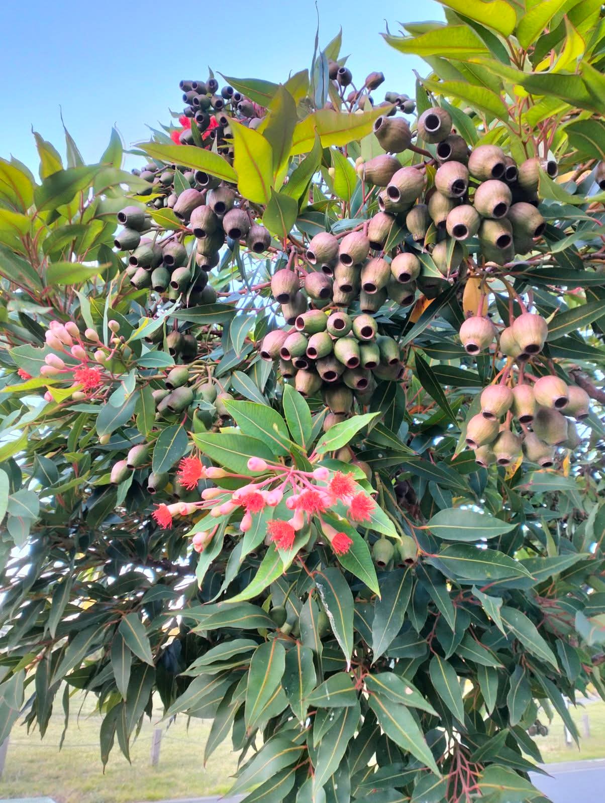 Red Flowering Gum