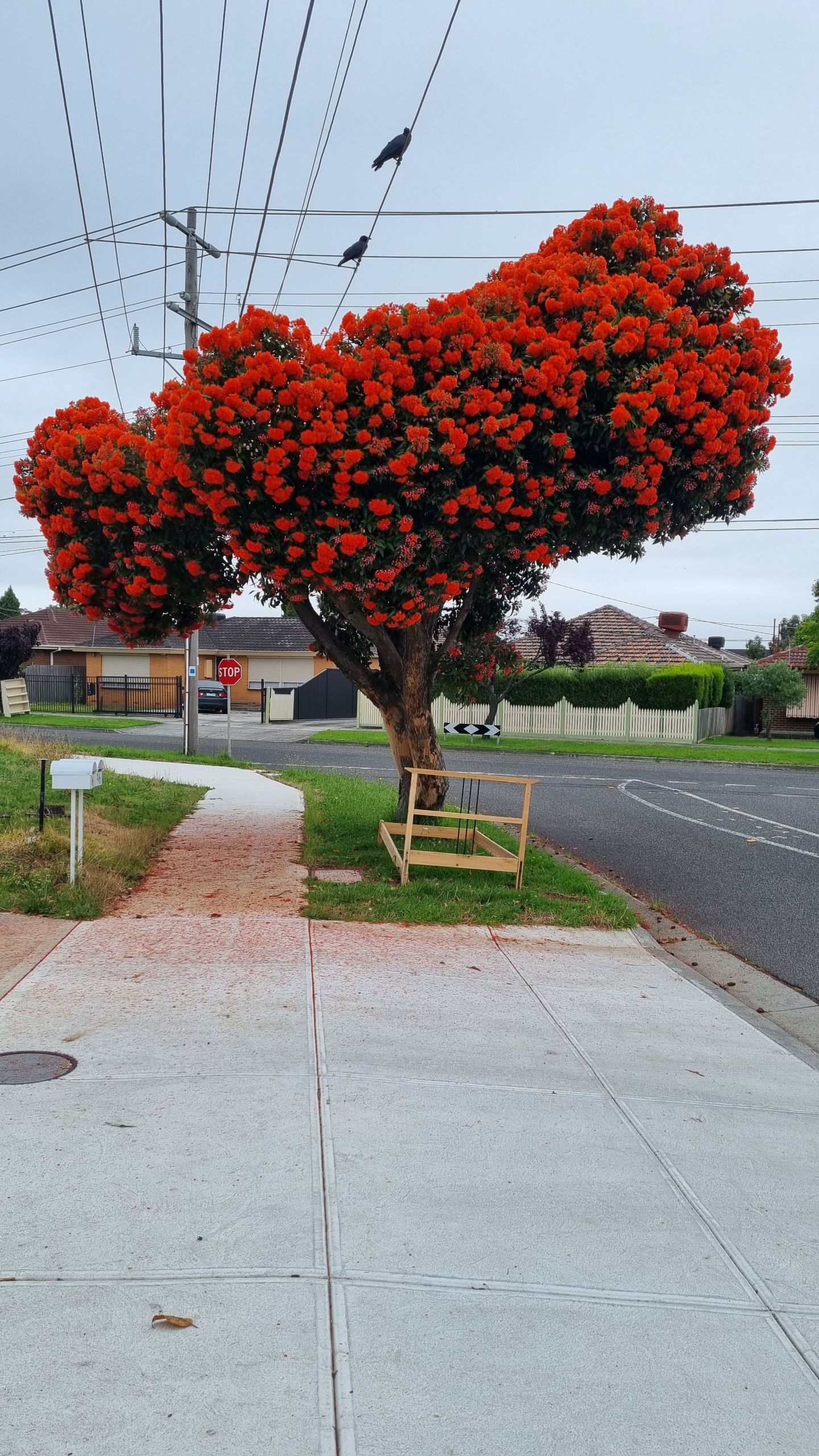 Tree with red flowers