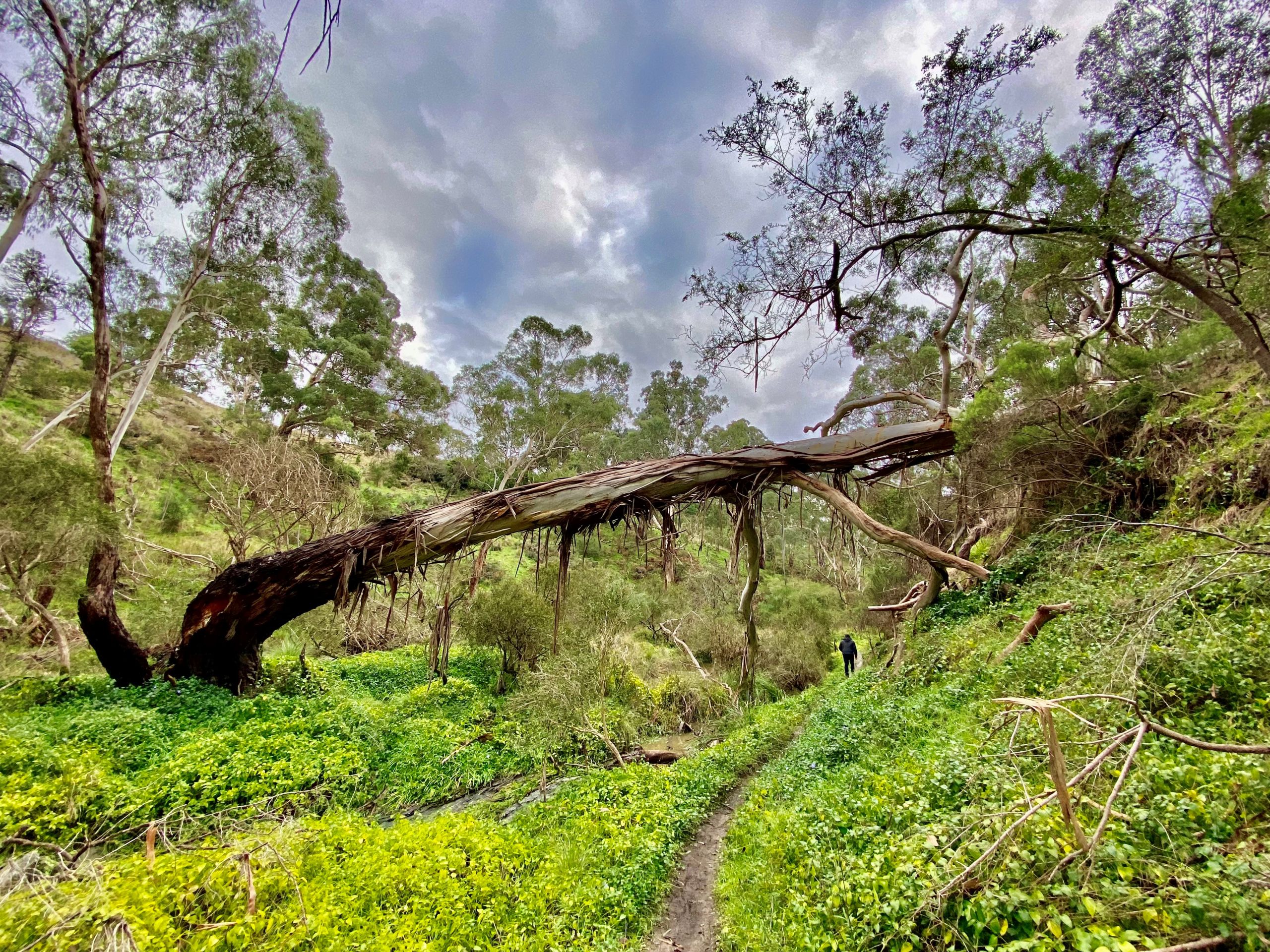 Fallen Tree