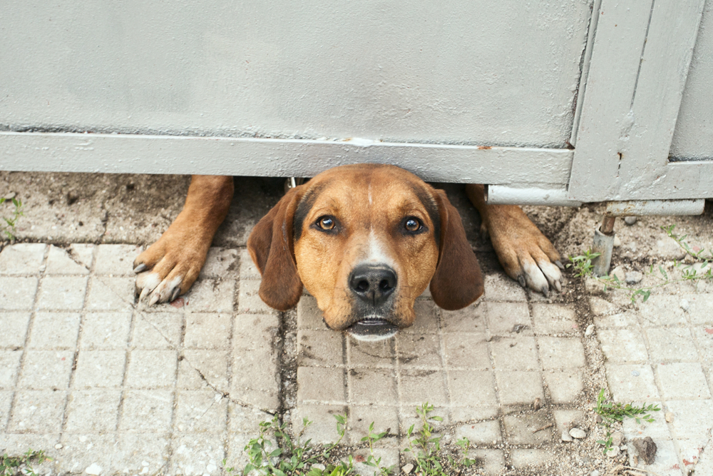 Is It An Offence For A Dog To Attack Another Dog