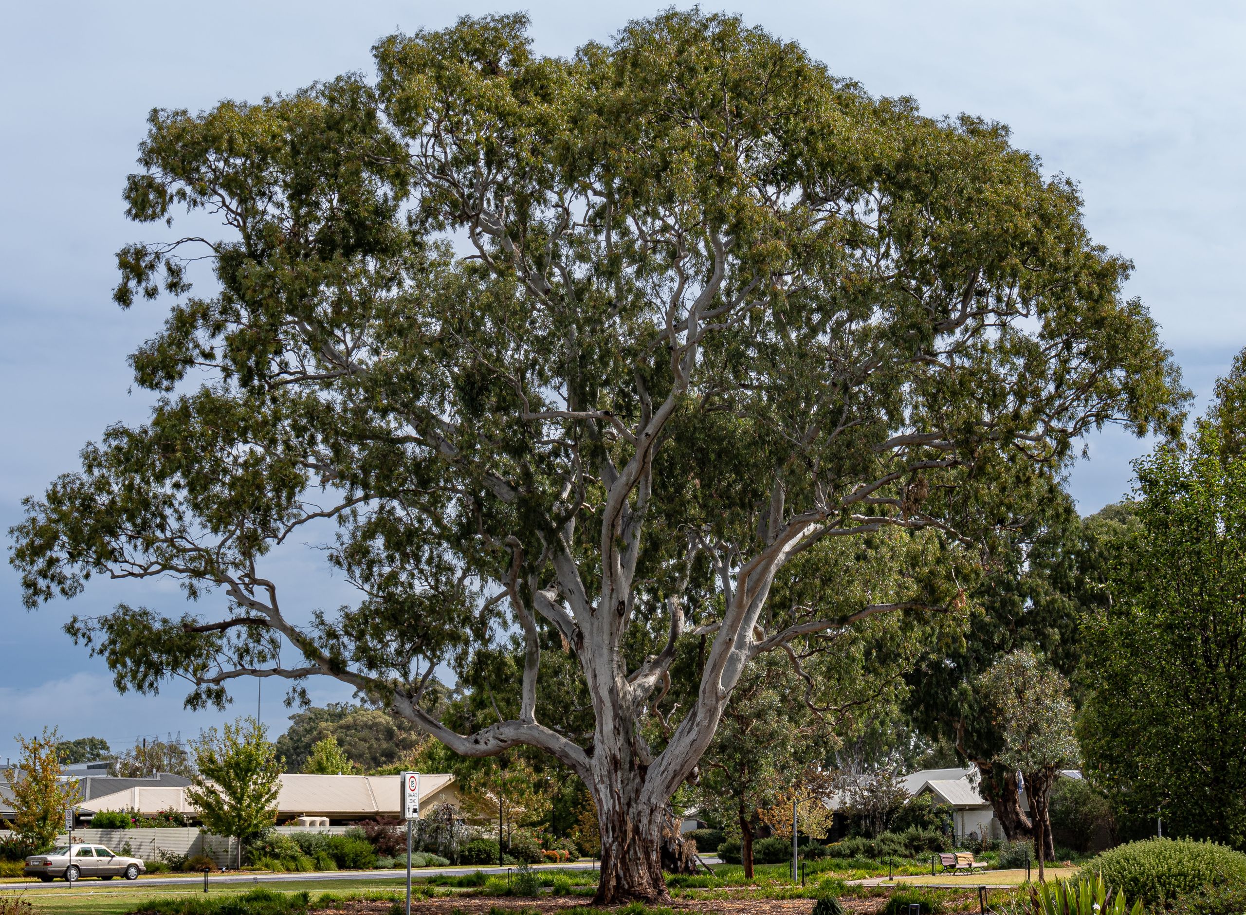 River Red Gum