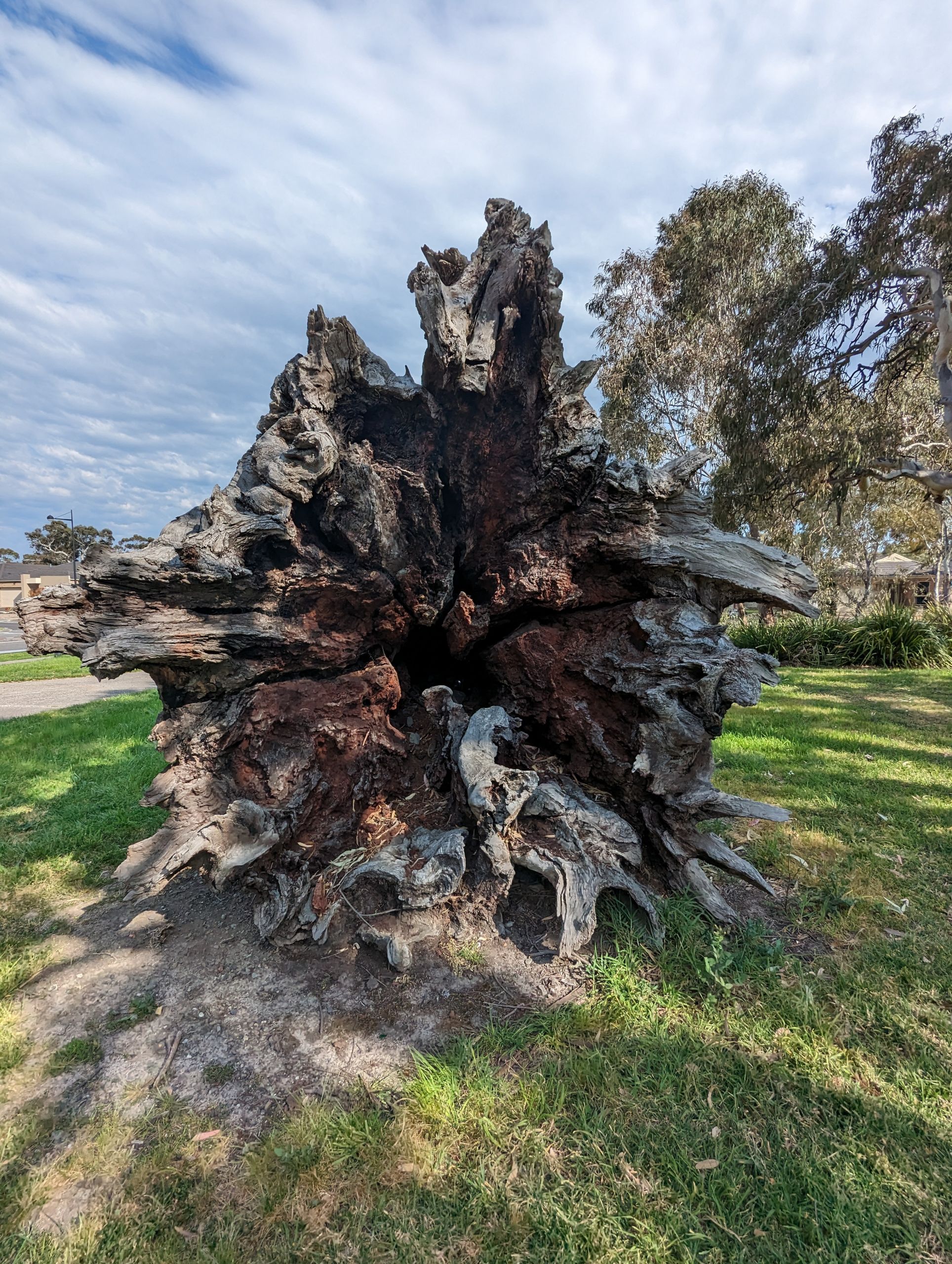 Tree stump