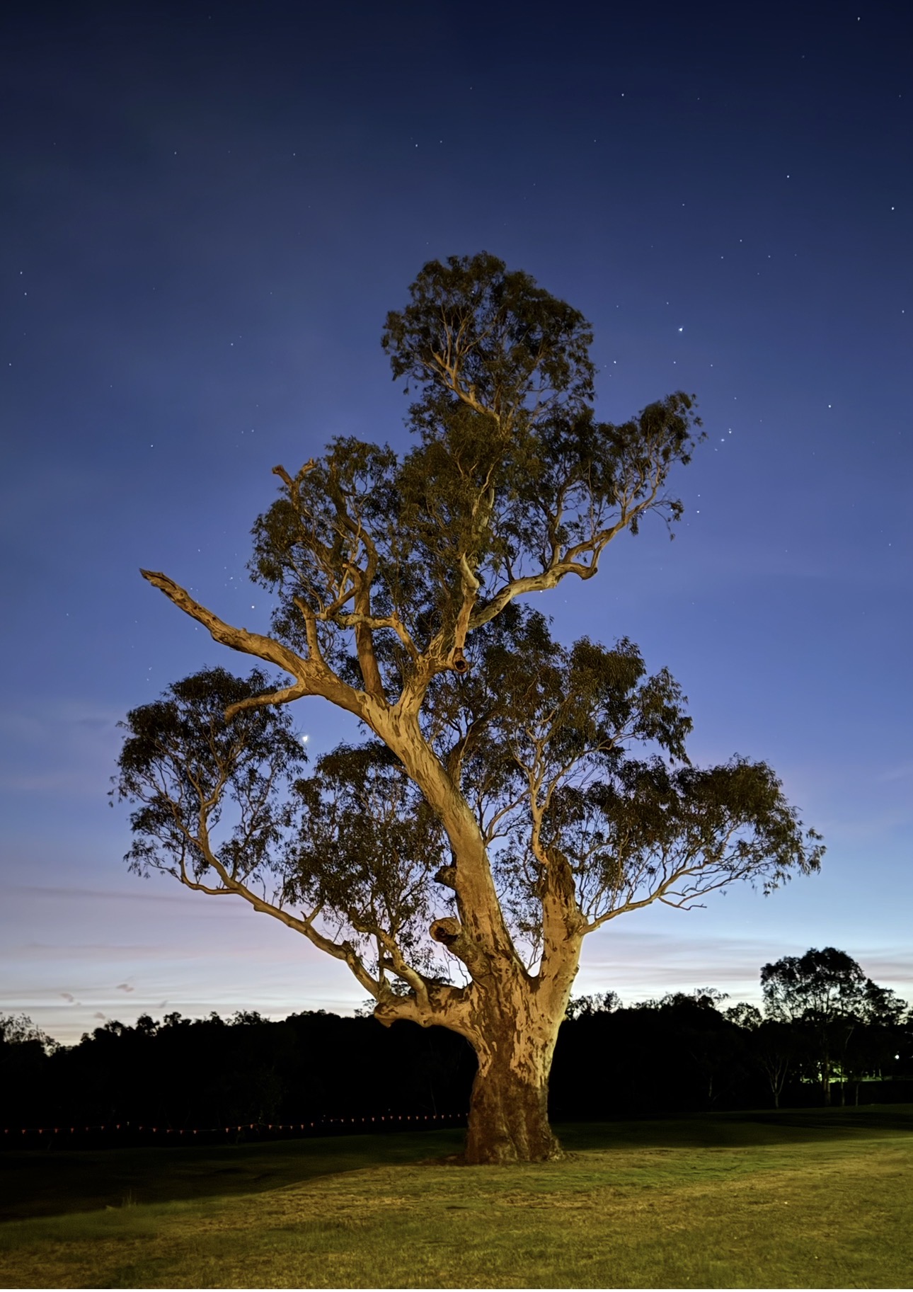 Large tree with striking blue night sky behind it