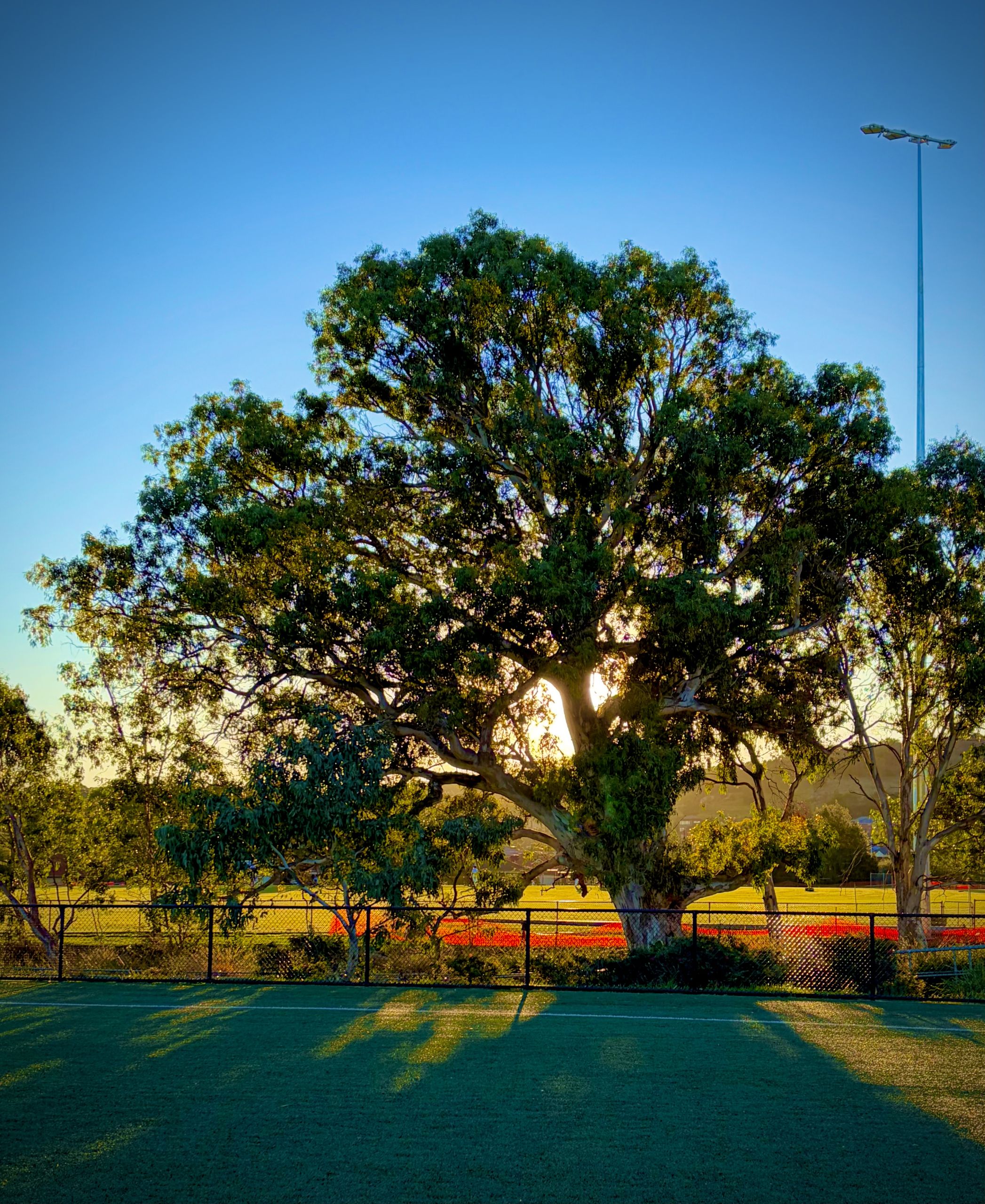 River Red Gum standing tall between two sporting fields